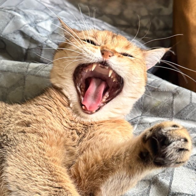 лоток Кота ?