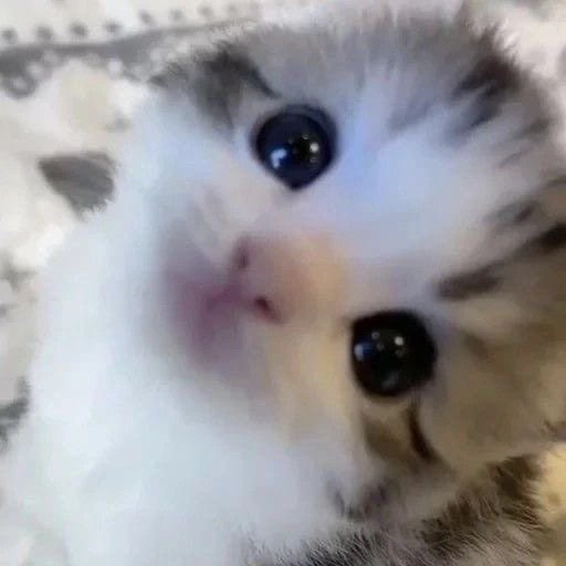 котики. ?