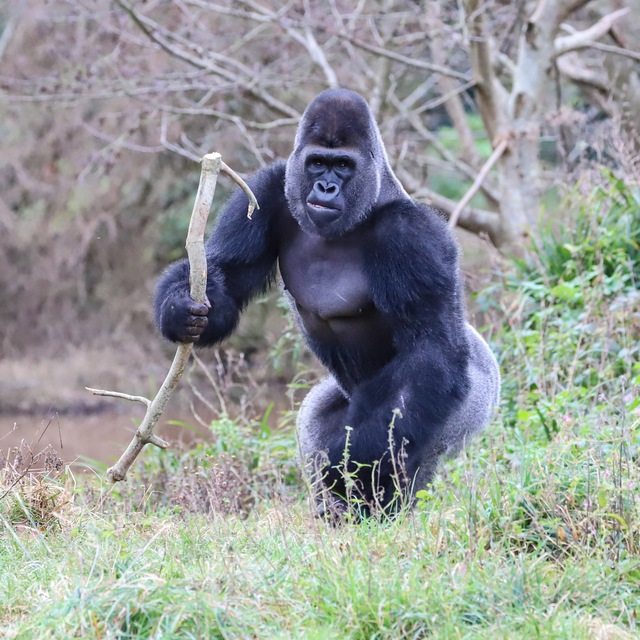 Мысли одного горилла