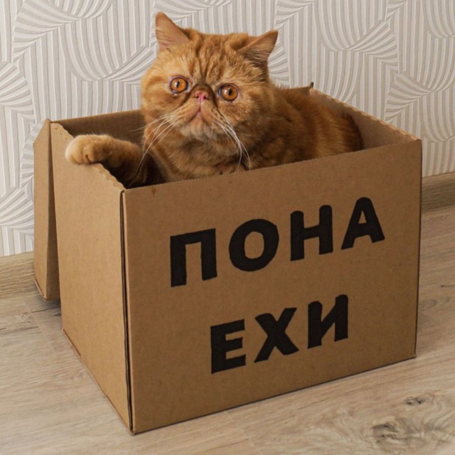 Понаехи в Краснодар