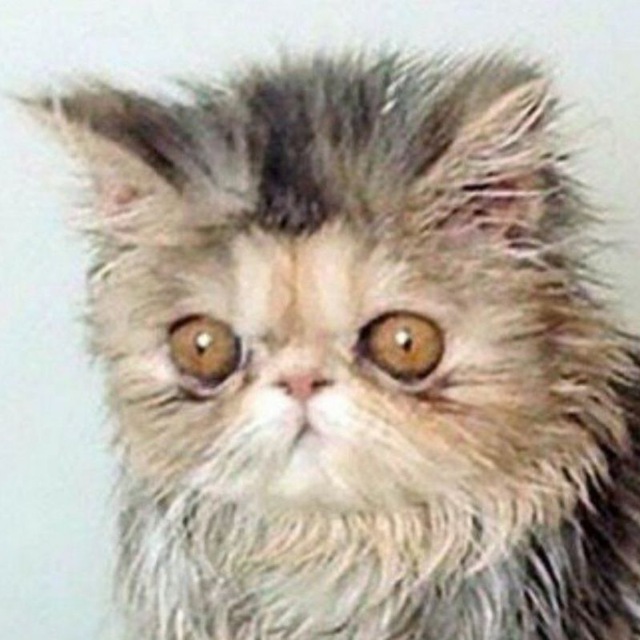 не баян, а классика ??