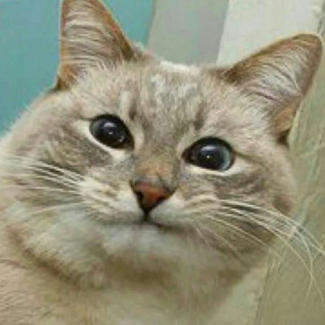 место того кота [архив]