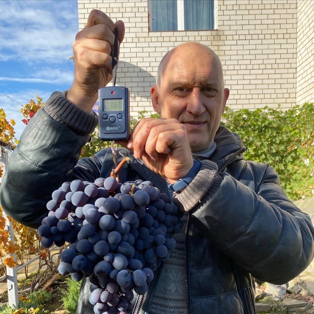 Вадим Жилин. Виноград в Подмосковье.