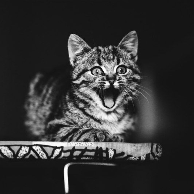 Усатик Полосатик ???? Зоотовары ????Рыбки Мариуполь