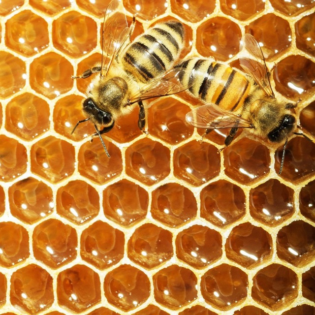 Правительство