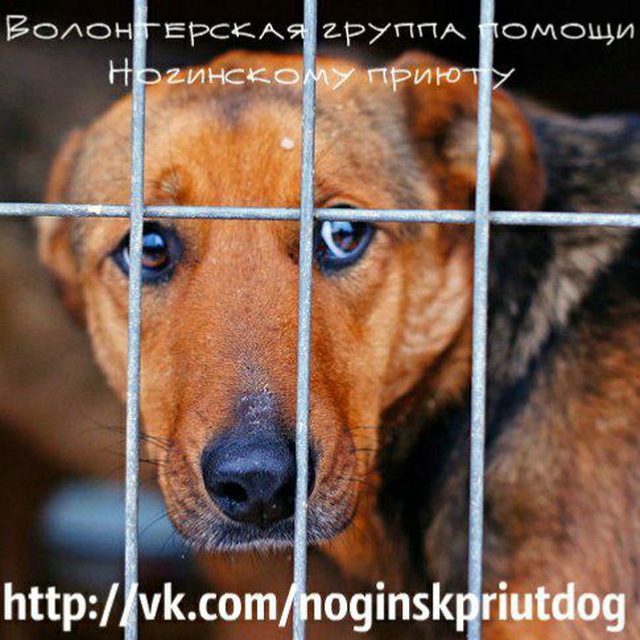 Сообщество волонтёров Ногинского приюта ?