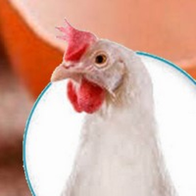 Птицефабрики Украины