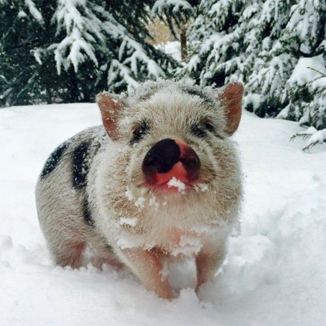 Хрюшкомания