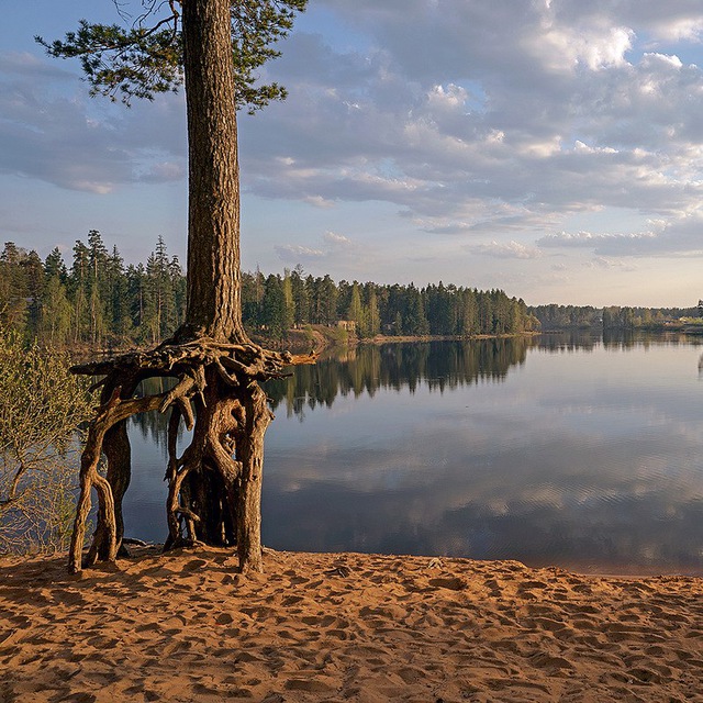 Вырица. События, факты, история