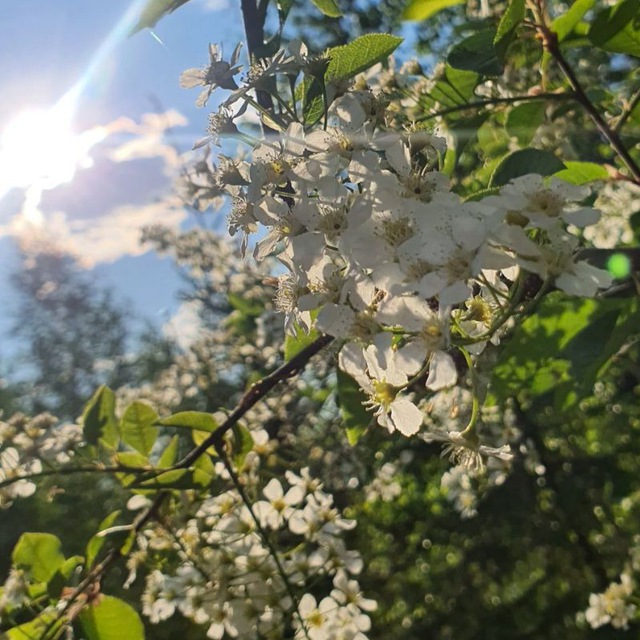 Сибирские будни