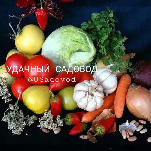 УДАЧНЫЙ САДОВОД?