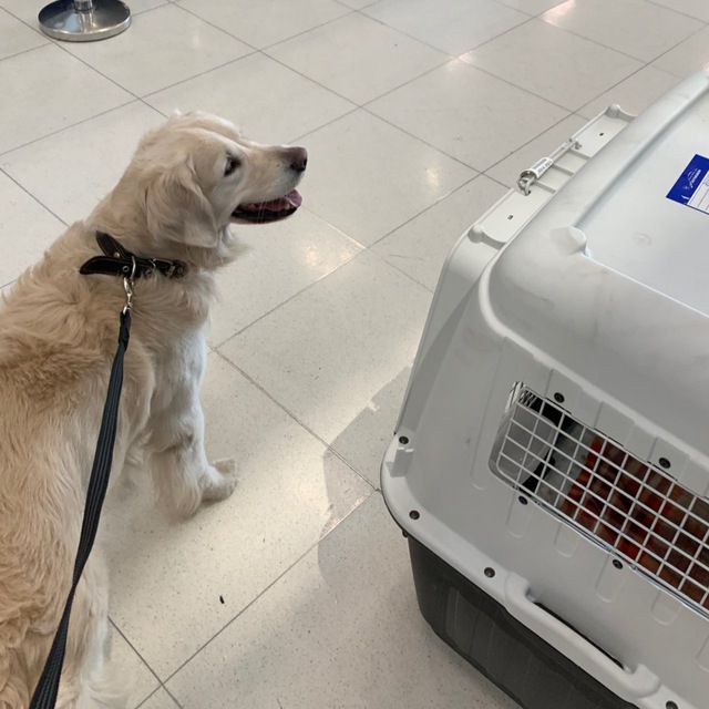 В Тайланд с питомцем ✈️???