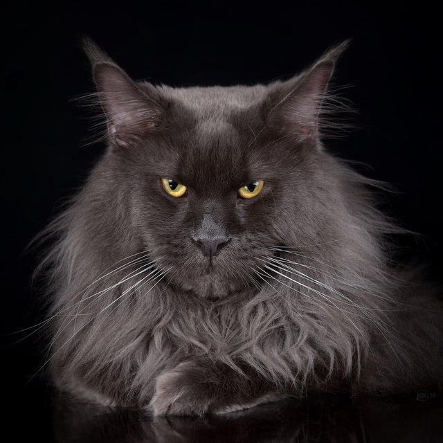 Котята Мейн кун Resident_Sochi??