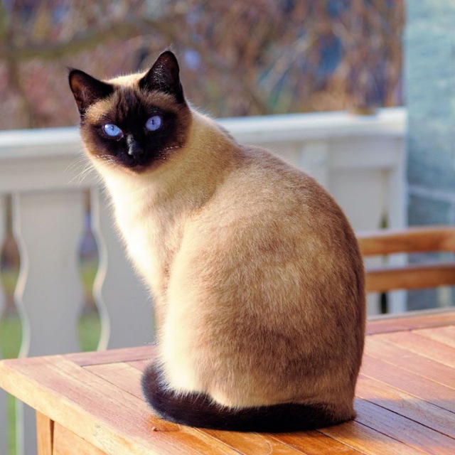 Ozini kafeda jinsiy aloqa qilish uchun berdi VK-da qattiq guruh porno