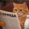 Правда и котики.